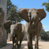 Elefantastische Familienzusammenführung im Serengeti-Park