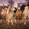 Circus Maximum organisiert Safariland auf Parkplatz vom Wunderland Kalkar