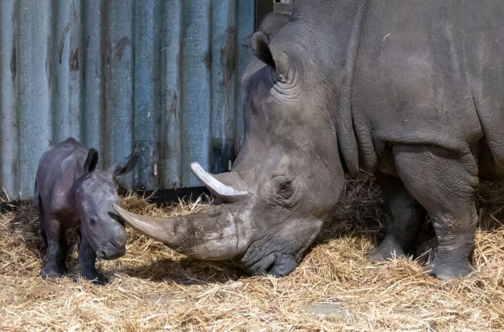 Europas erstes Breitmaulnashornbaby 2021 ist im Serengeti-Park geboren