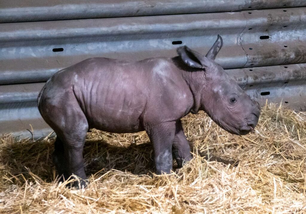 Europas erstes Breitmaulnashornbaby 2021 ist im Serengeti-Park geboren