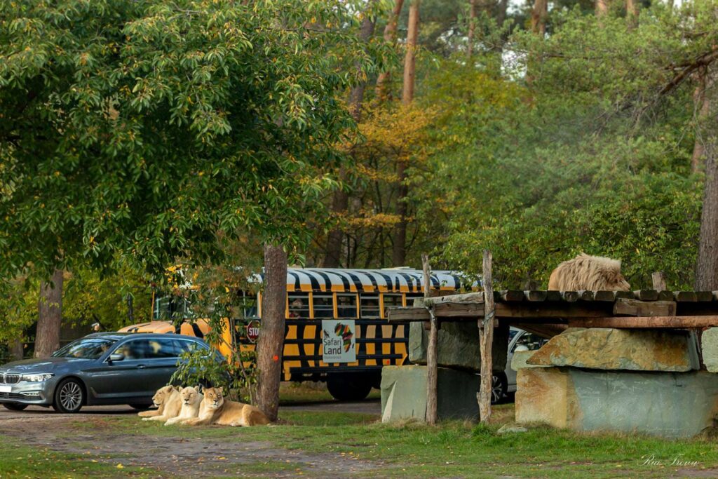 Autosafari im Safariland Stukenbrock