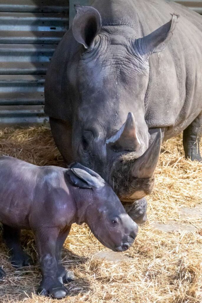 Europas erstes Breitmaulnashornbaby 2021 ist im Serengeti-Park geboren