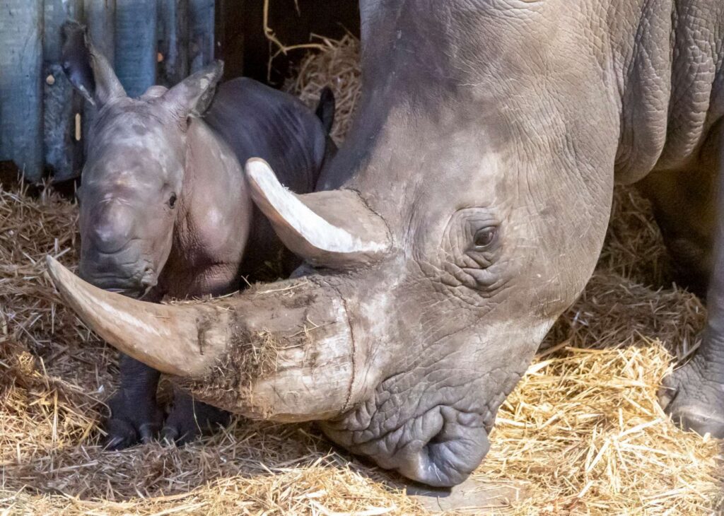 Europas erstes Breitmaulnashornbaby 2021 ist im Serengeti-Park geboren