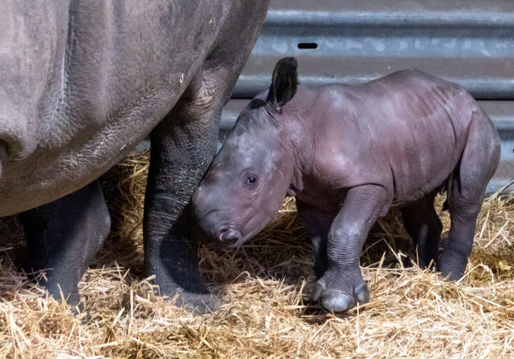 Europas erstes Breitmaulnashornbaby 2021 ist im Serengeti-Park geboren