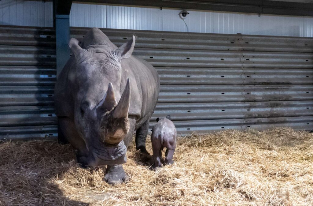 Europas erstes Breitmaulnashornbaby 2021 ist im Serengeti-Park geboren