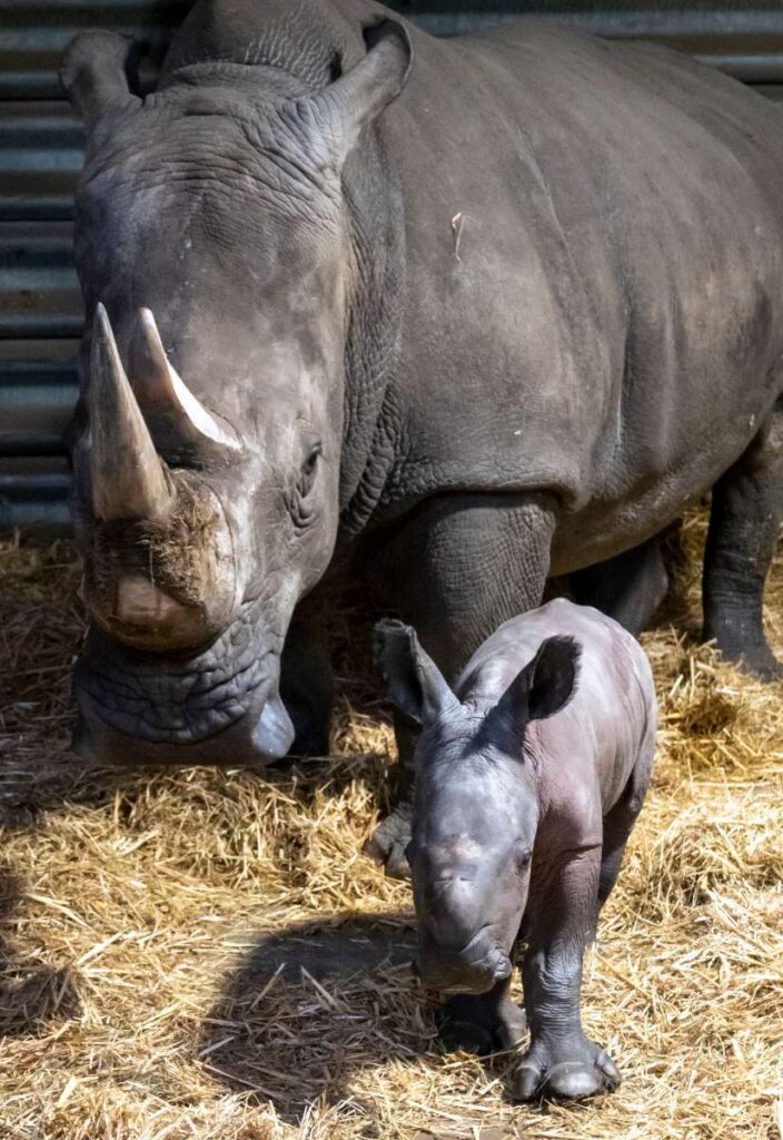 Europas erstes Breitmaulnashornbaby 2021 ist im Serengeti-Park geboren