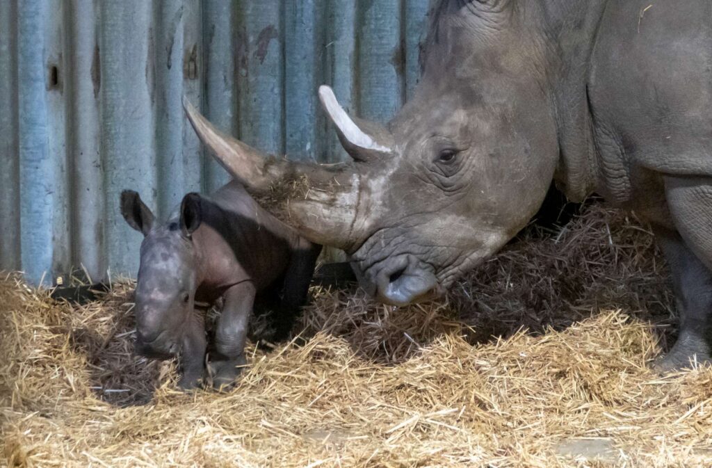 Europas erstes Breitmaulnashornbaby 2021 ist im Serengeti-Park geboren