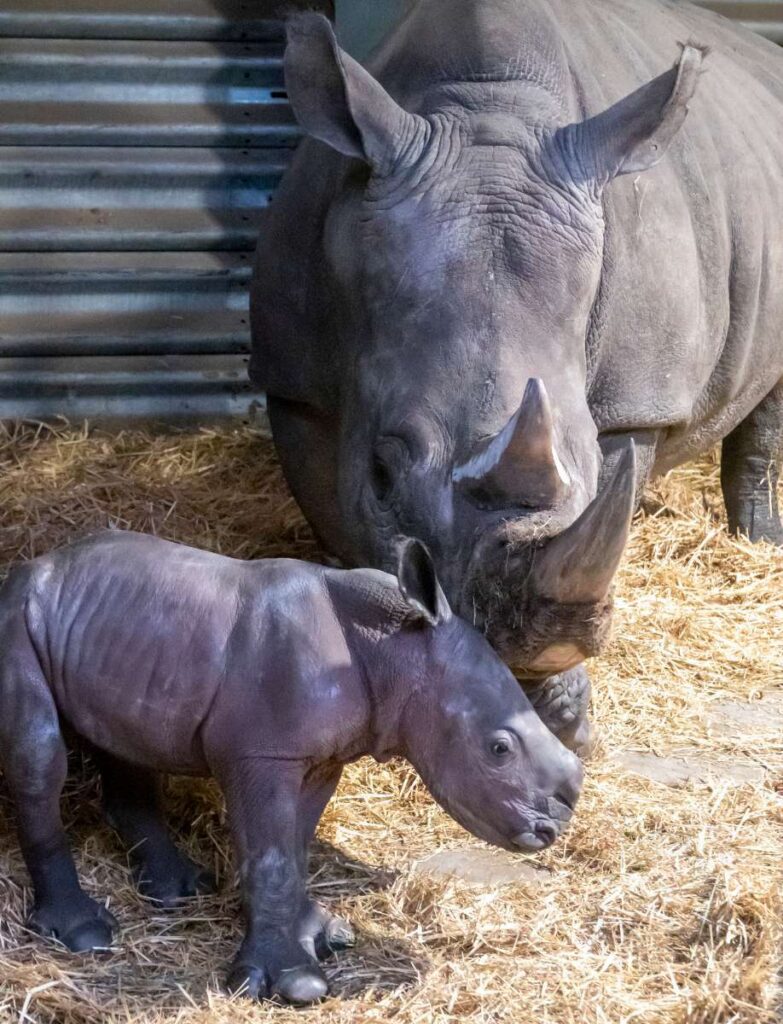 Europas erstes Breitmaulnashornbaby 2021 ist im Serengeti-Park geboren