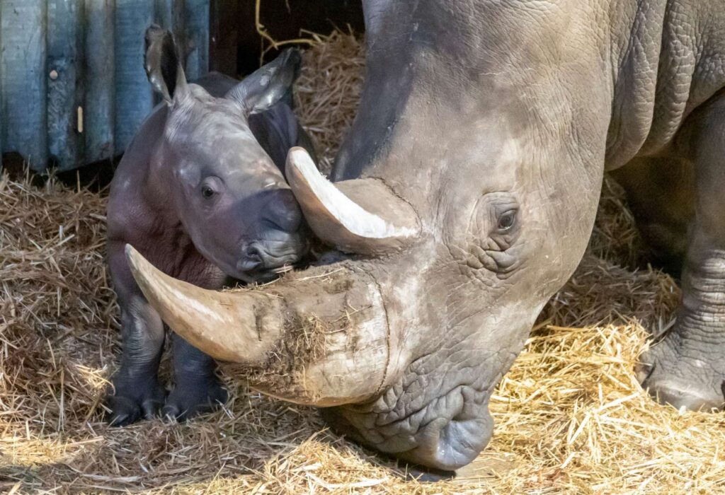 Europas erstes Breitmaulnashornbaby 2021 ist im Serengeti-Park geboren