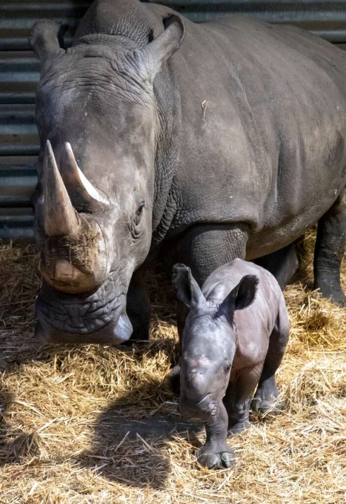 Europas erstes Breitmaulnashornbaby 2021 ist im Serengeti-Park geboren