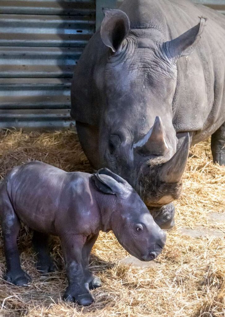 Europas erstes Breitmaulnashornbaby 2021 ist im Serengeti-Park geboren
