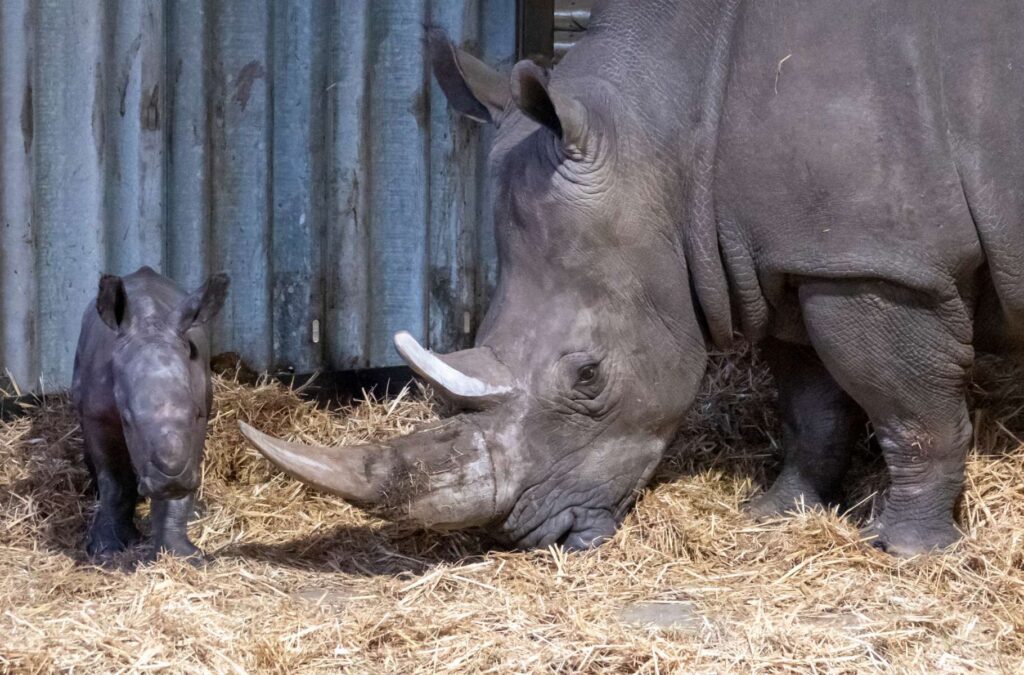 Europas erstes Breitmaulnashornbaby 2021 ist im Serengeti-Park geboren