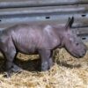 Europas erstes Breitmaulnashornbaby 2021 ist im Serengeti-Park geboren
