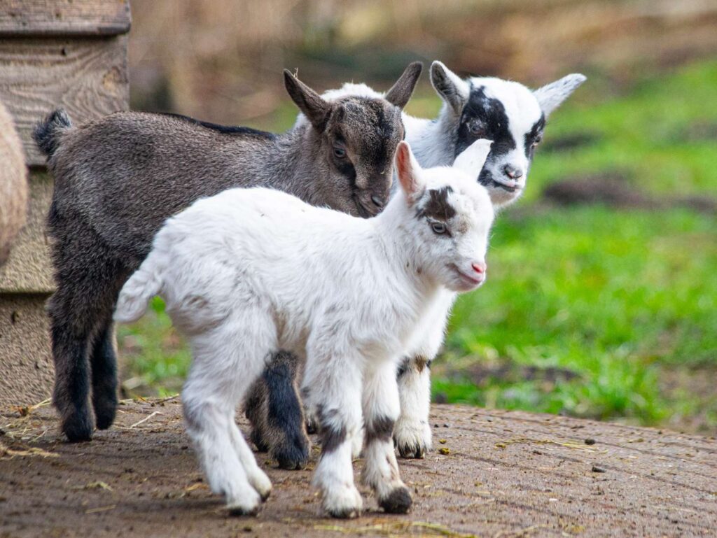 Ein Ostergruß aus dem Wildpark Müden