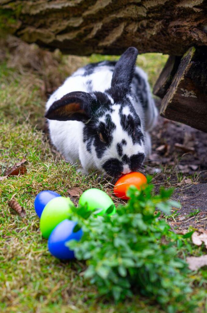 Ein Ostergruß aus dem Wildpark Müden