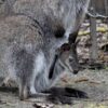 Nachwuchs im Serengeti-Park Hodenhagen