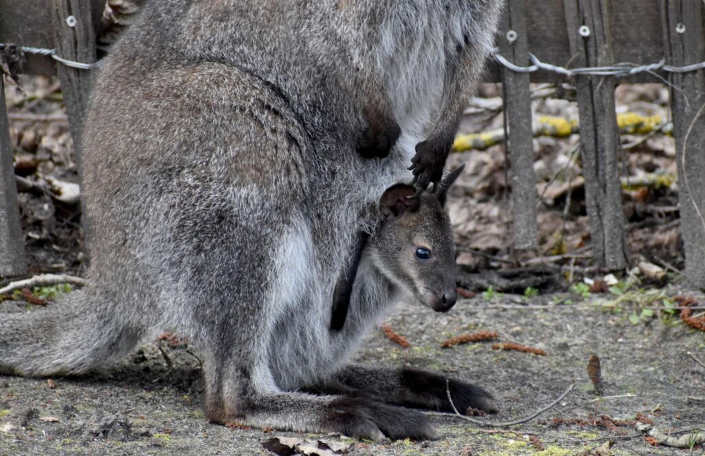 Nachwuchs im Serengeti-Park Hodenhagen