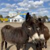 Erneute Verlängerung Safariland des Circus Maximum (Gelände Wunderland Kalkar)