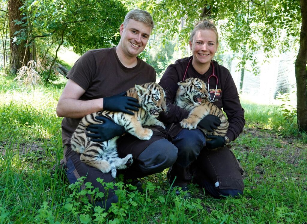 Erstmals Nachwuchs bei den Sibirischen Tigern im Serengeti-Park