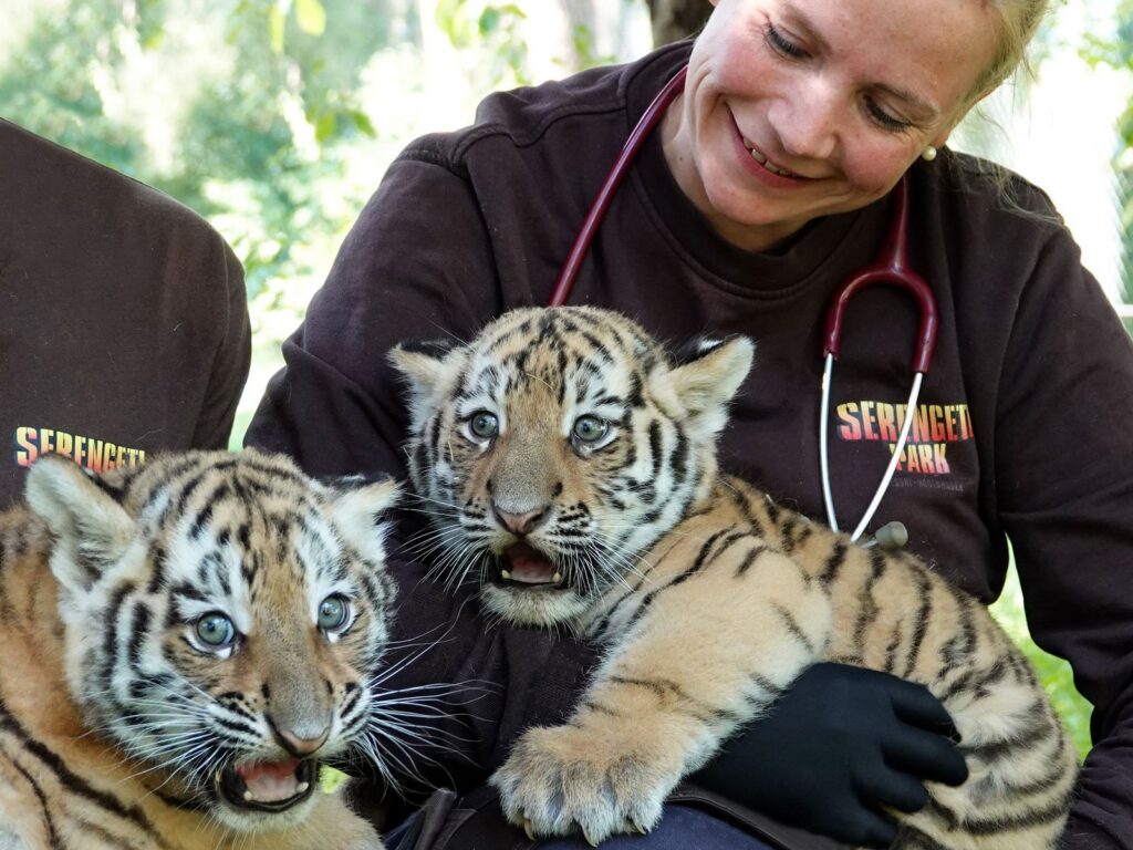 Erstmals Nachwuchs bei den Sibirischen Tigern im Serengeti-Park
