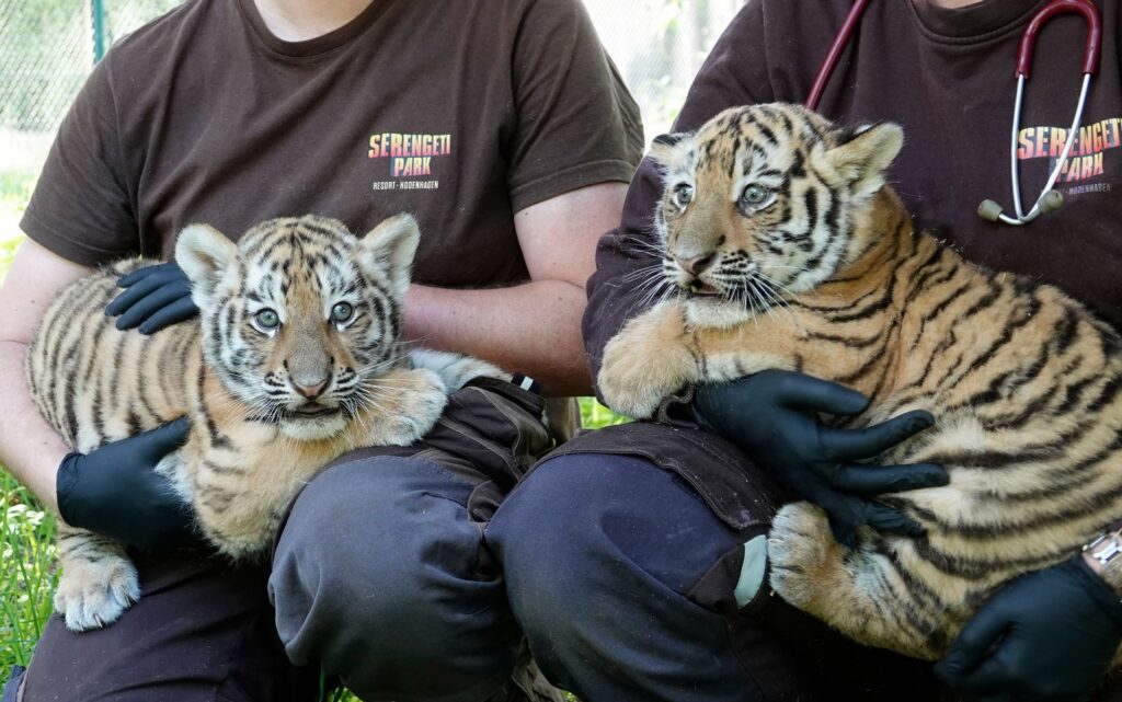 Erstmals Nachwuchs bei den Sibirischen Tigern im Serengeti-Park