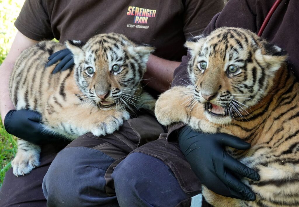 Erstmals Nachwuchs bei den Sibirischen Tigern im Serengeti-Park