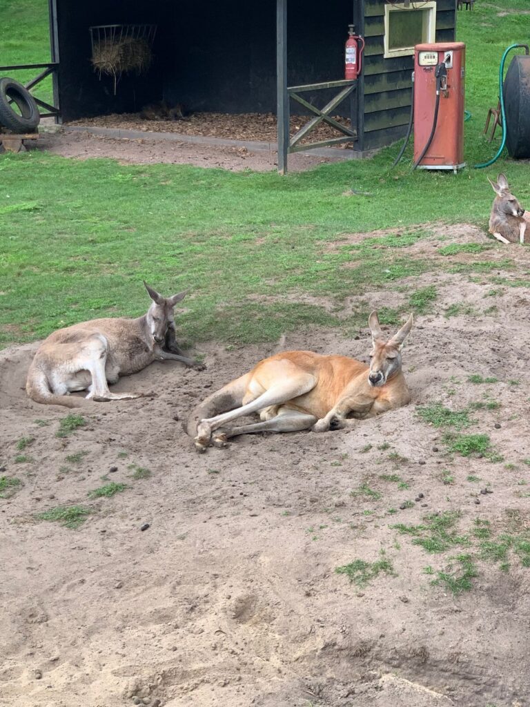 Tagesbericht ZooParc Overloon