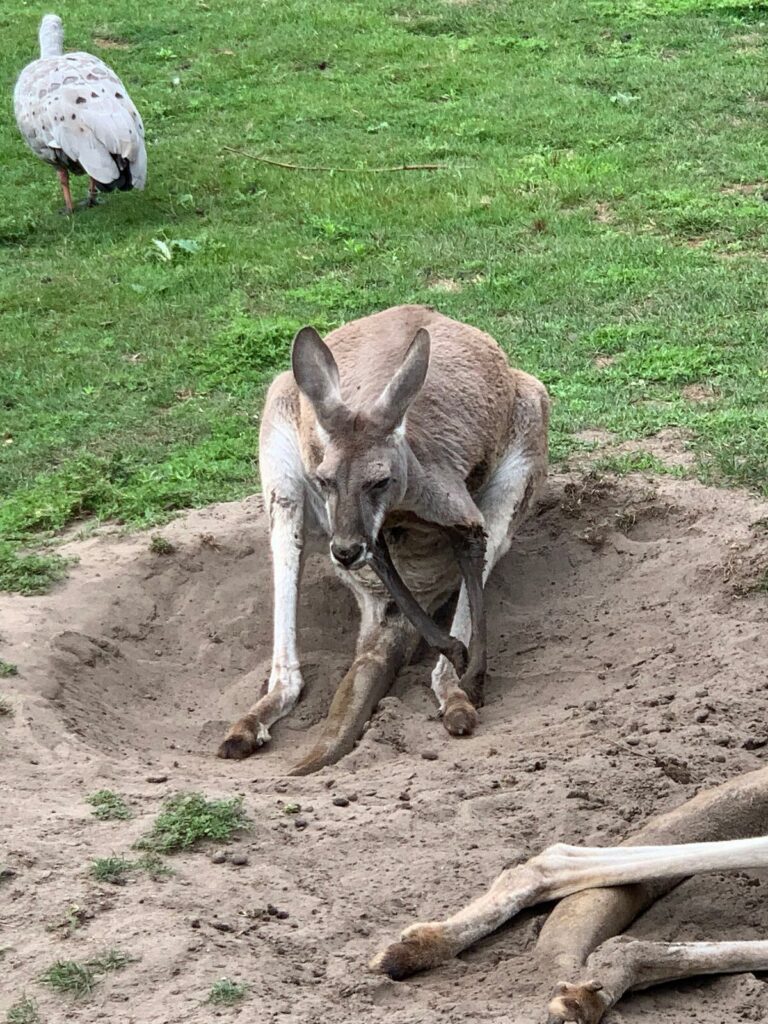 Tagesbericht ZooParc Overloon