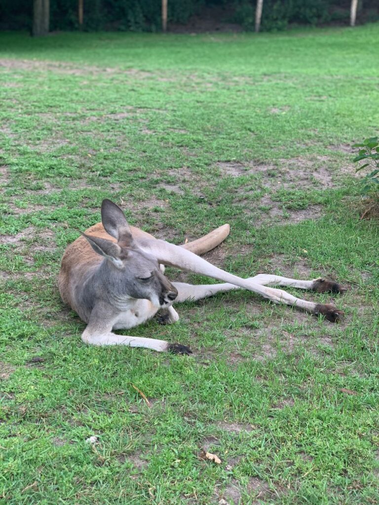 Tagesbericht ZooParc Overloon