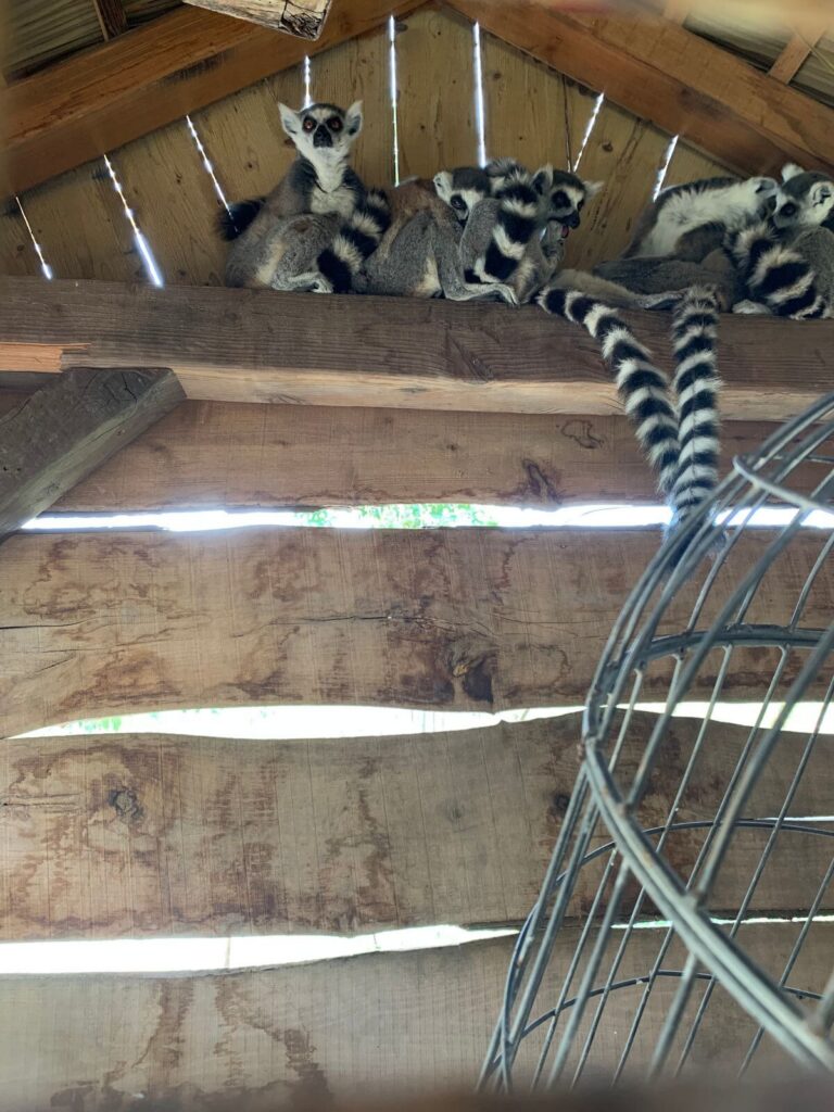Tagesbericht ZooParc Overloon