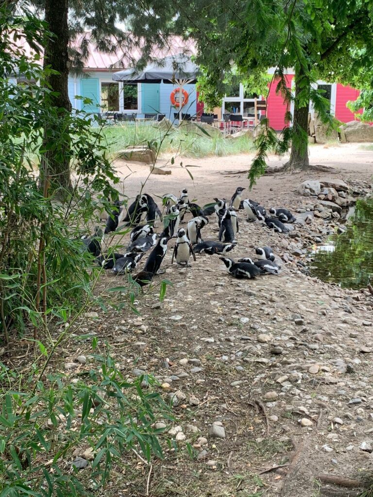 Tagesbericht ZooParc Overloon