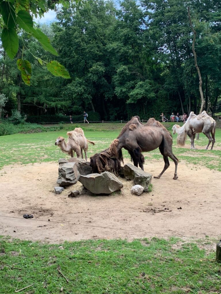 Tagesbericht ZooParc Overloon