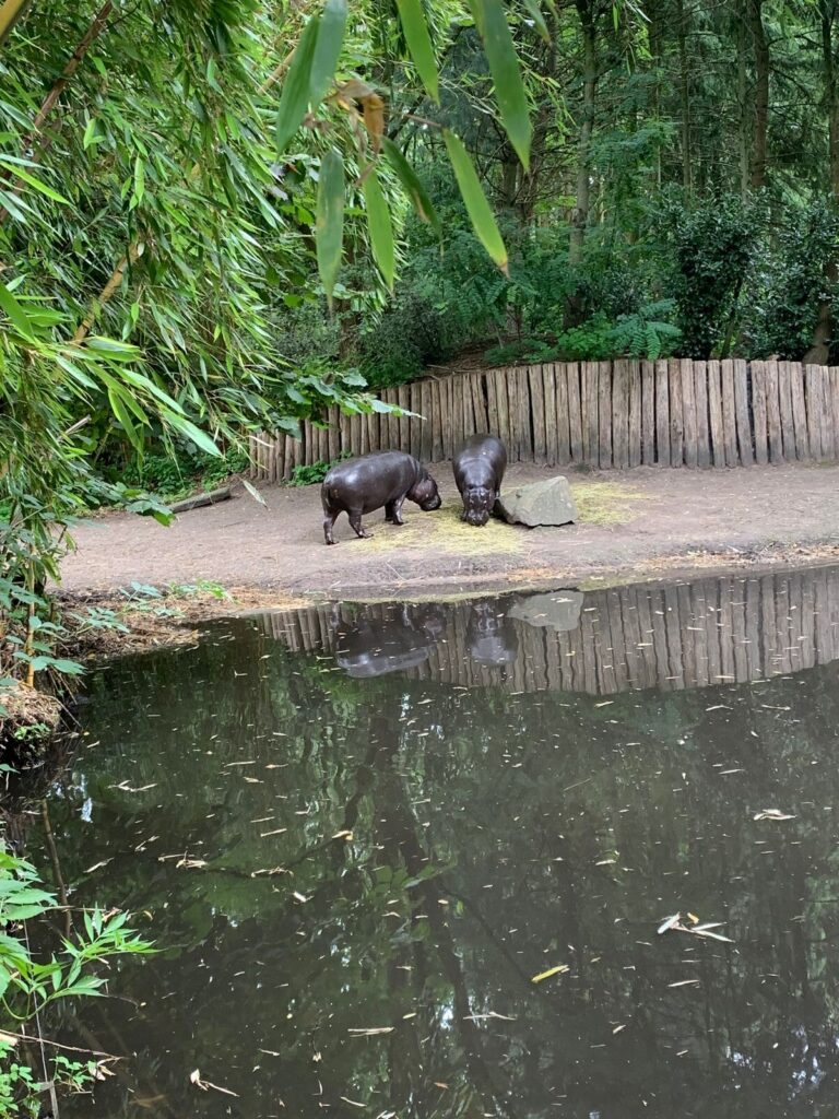 Tagesbericht ZooParc Overloon