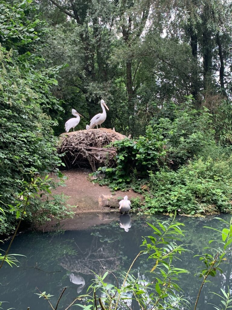 Tagesbericht ZooParc Overloon