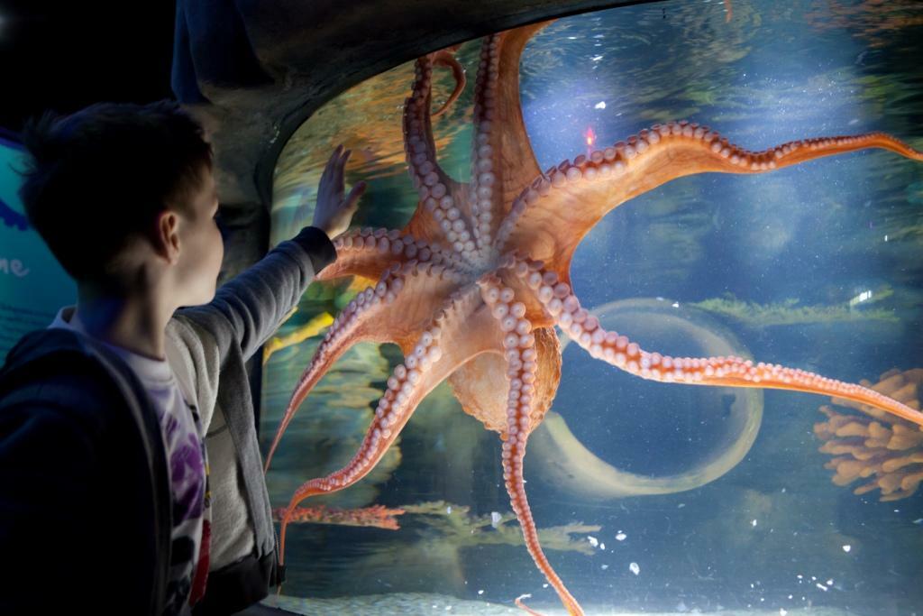 SEA LIFE Bray wird geschlossen