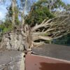 Parc Bagatelle vom Sturm "Ciaran" schwer getroffen