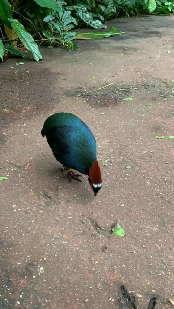 Tagesbericht Burgers’ Zoo