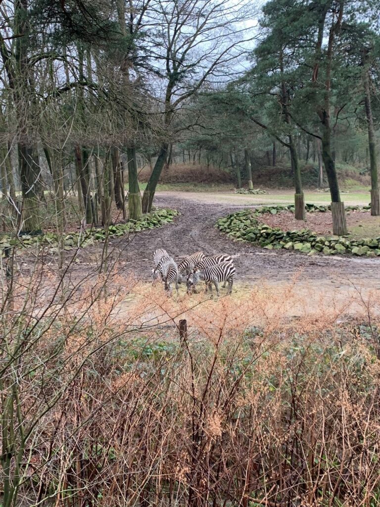 Tagesbericht Burgers’ Zoo