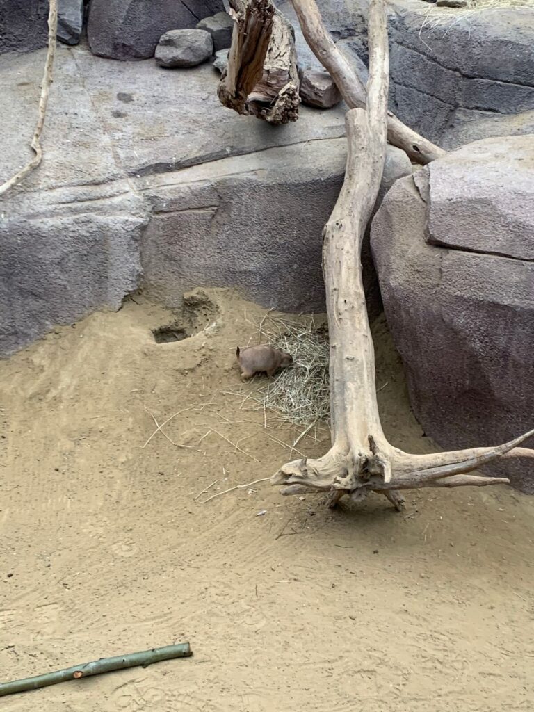 Tagesbericht Burgers’ Zoo