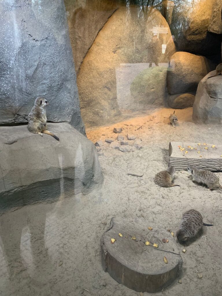 Tagesbericht Burgers’ Zoo