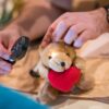 Erlebnis-Zoo Hannover: Stofftierklinik am 17.02.2024