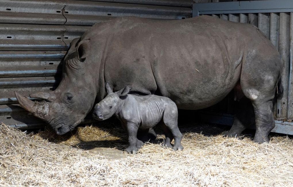 Serengeti-Park: Saisonstart in die Jubiläumssaison