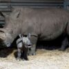 Serengeti-Park: Saisonstart in die Jubiläumssaison