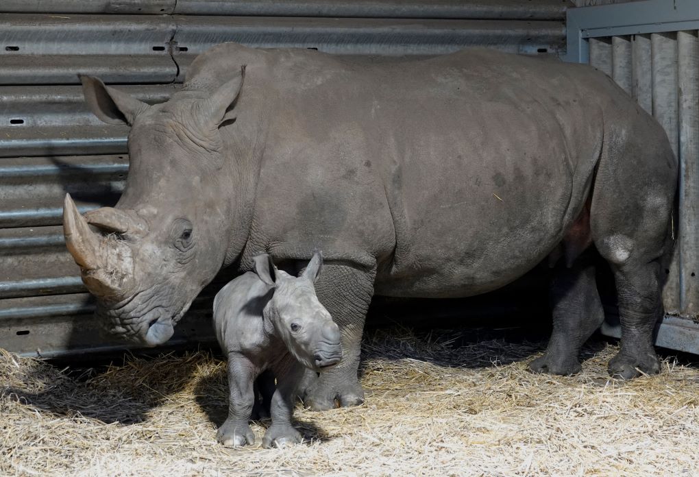 Serengeti-Park: Saisonstart in die Jubiläumssaison