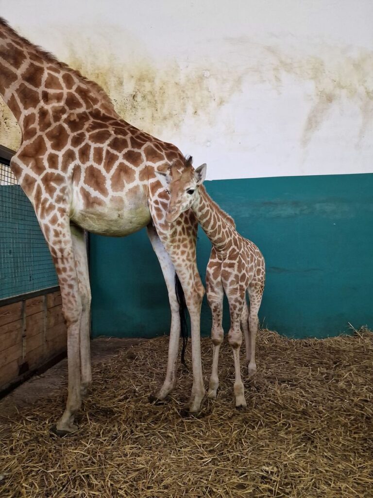 Safariland Stukenbrock: Nachwuchs bei den Giraffen
