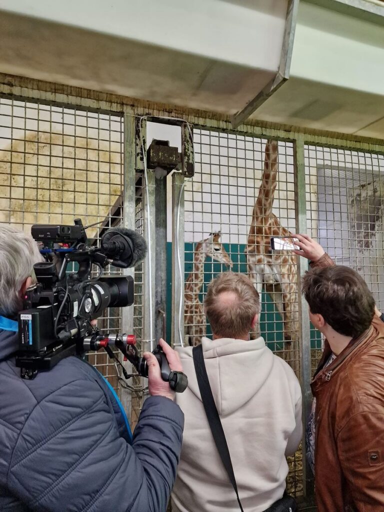 Safariland Stukenbrock: Nachwuchs bei den Giraffen