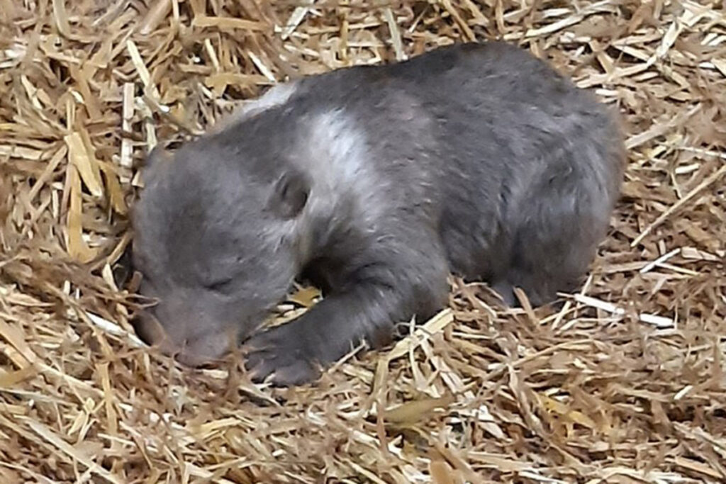 Wildpark Knüll: Bärennachwuchs