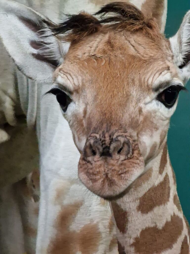 Safariland Stukenbrock: Nachwuchs bei den Giraffen