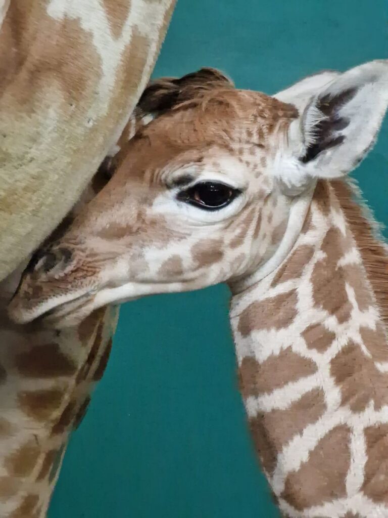 Safariland Stukenbrock: Nachwuchs bei den Giraffen