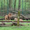 Bellewaerde Park: Neue Löwen